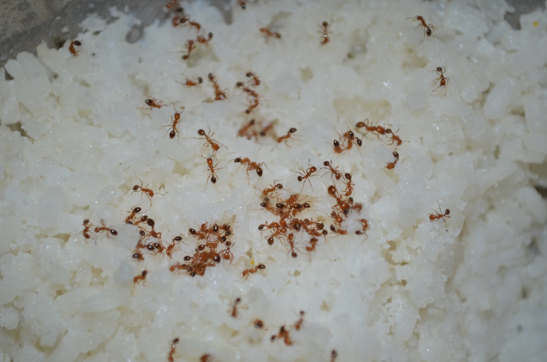 What is the best way to feed and care for my pet ants