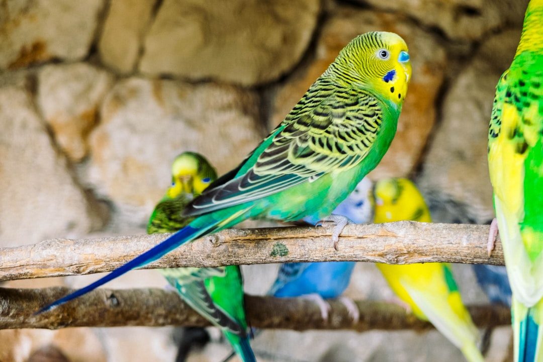 Bird cage setup for parakeets