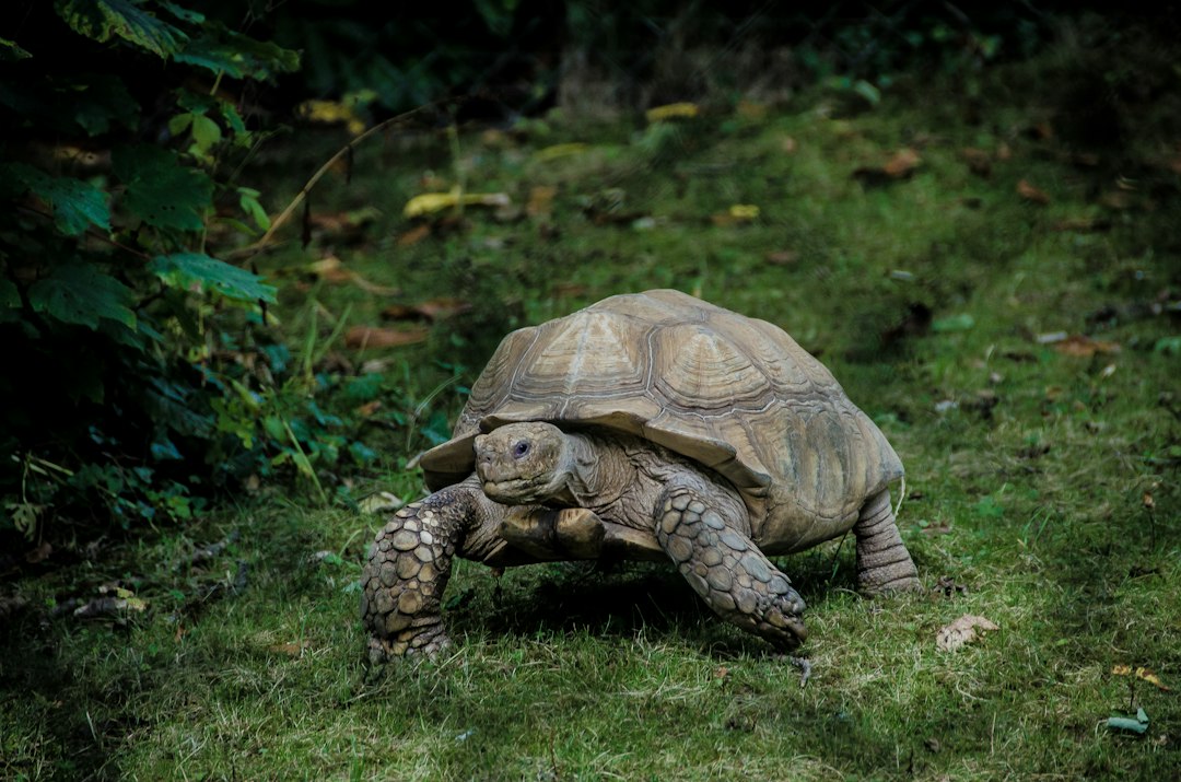 Choosing the Best Basking Light for Terrapins