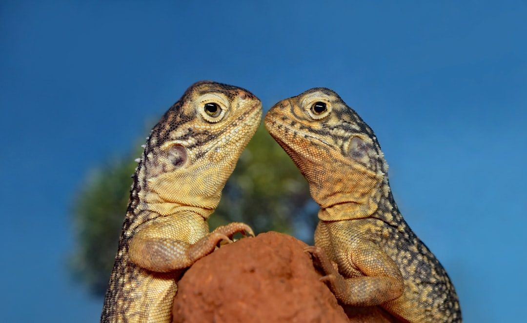 What Do Lizards Eat? A Complete Species-by-Species Feeding Guide