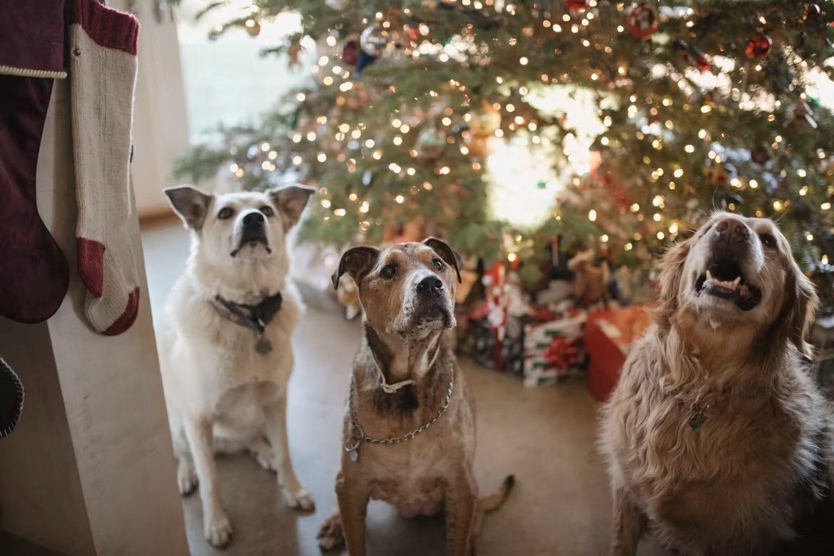 Keeping Pets Safe During Holidays