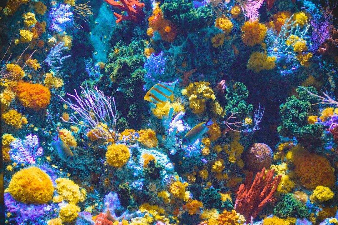 Aquarium water treatment for cloudy water