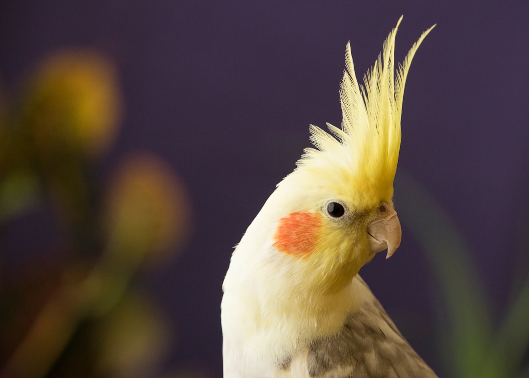 How do Arcadia bird lights improve the health of pet birds?