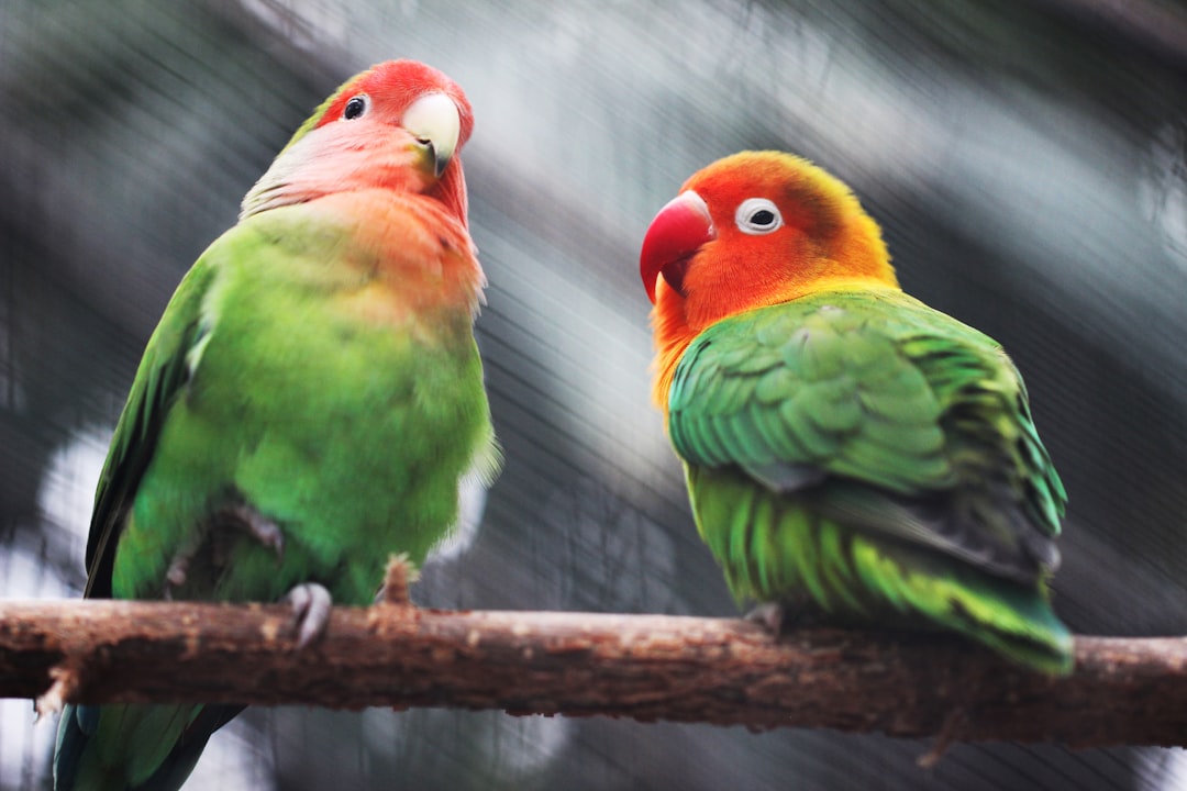 How to Choose the Right Bird Cage (By Species)