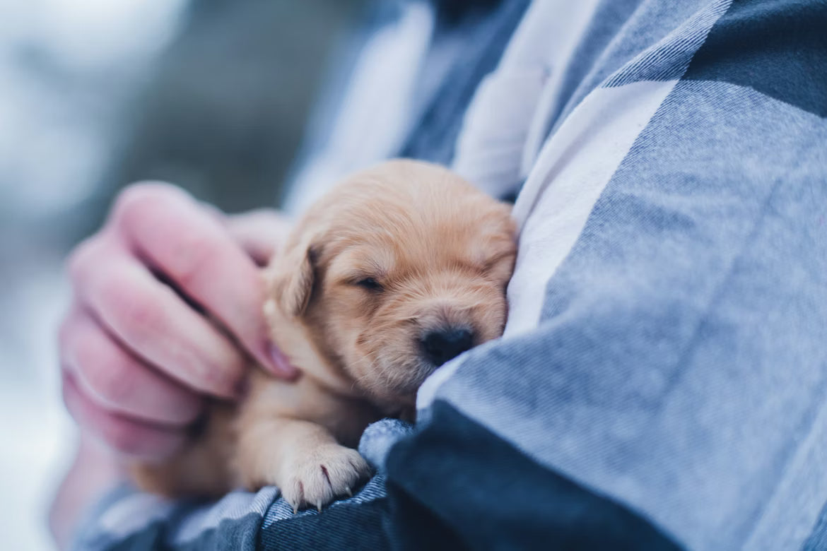Comprehensive Seasonal Pet Care Checklists for Optimal Pet Health and Safety