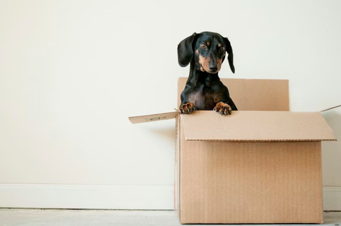Best Premium Dog Food from a Small Portland Pet Store: What Sets Talis Us Apart