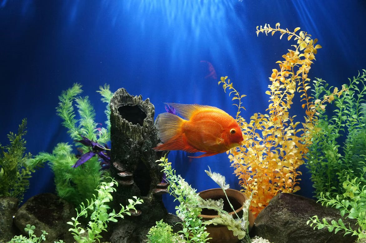 Powerful Canister Filters: Choosing and Maintaining the Best Aquarium Filtration Systems