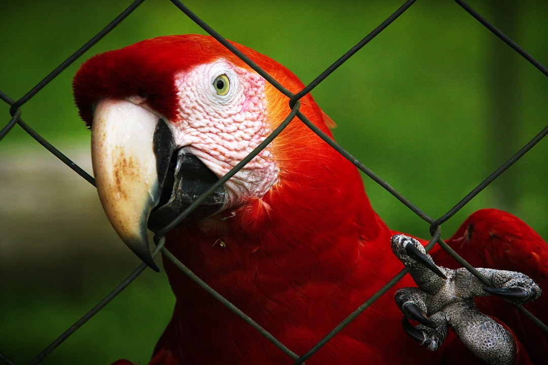 How to choose a bird cage for large birds