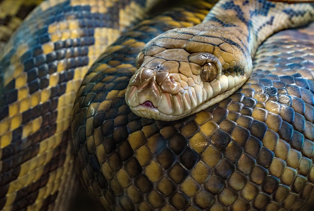 Which Pet Store Has Better Exotic Pet Supplies: Talis US or PetSmart?