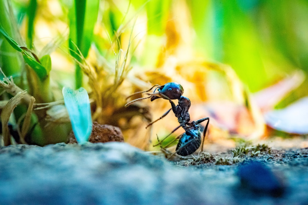 Benefits of keeping ants as pets compared to traditional pets