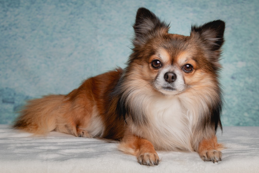 Why a No Pull Dog Harness is a Game-Changer for Small and Medium Dogs