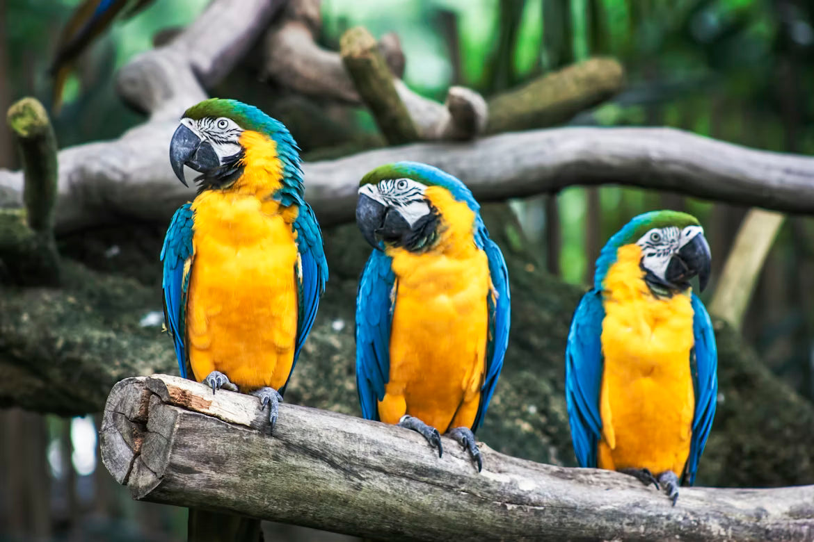 Nutritious Seed Mixes for Birds