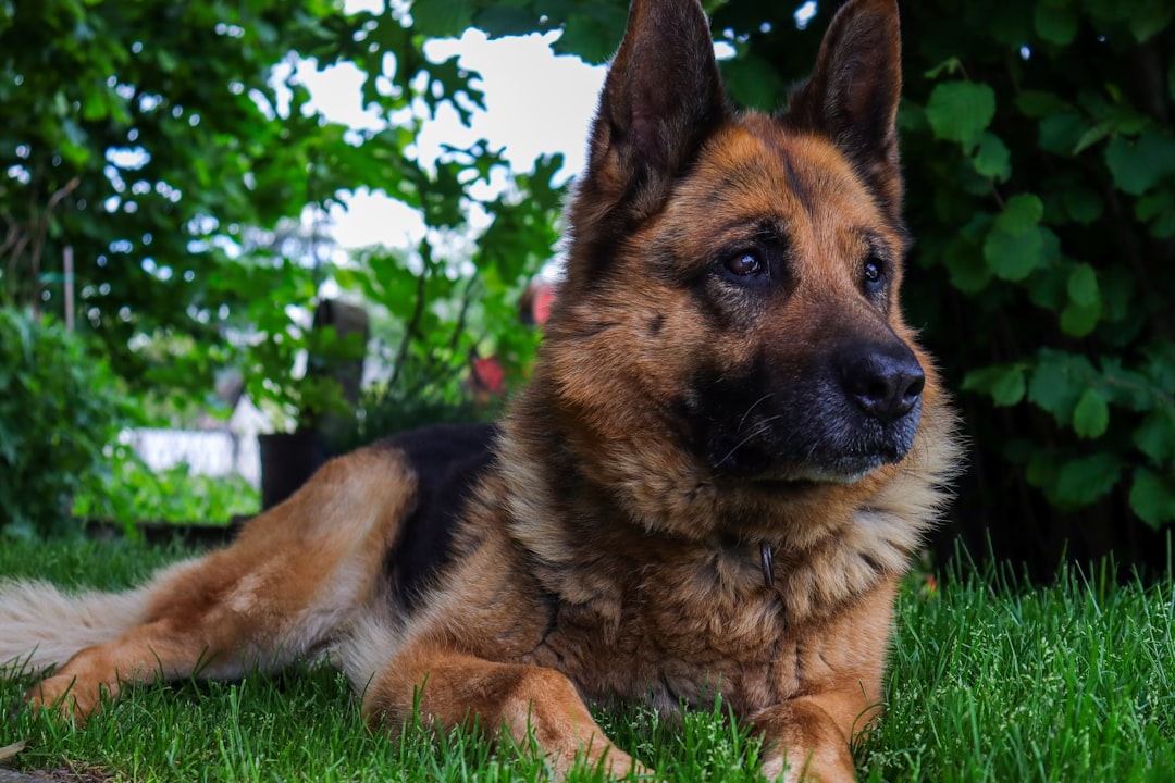 Find Canidae Dog Food Near Me: Local & Delivery Options