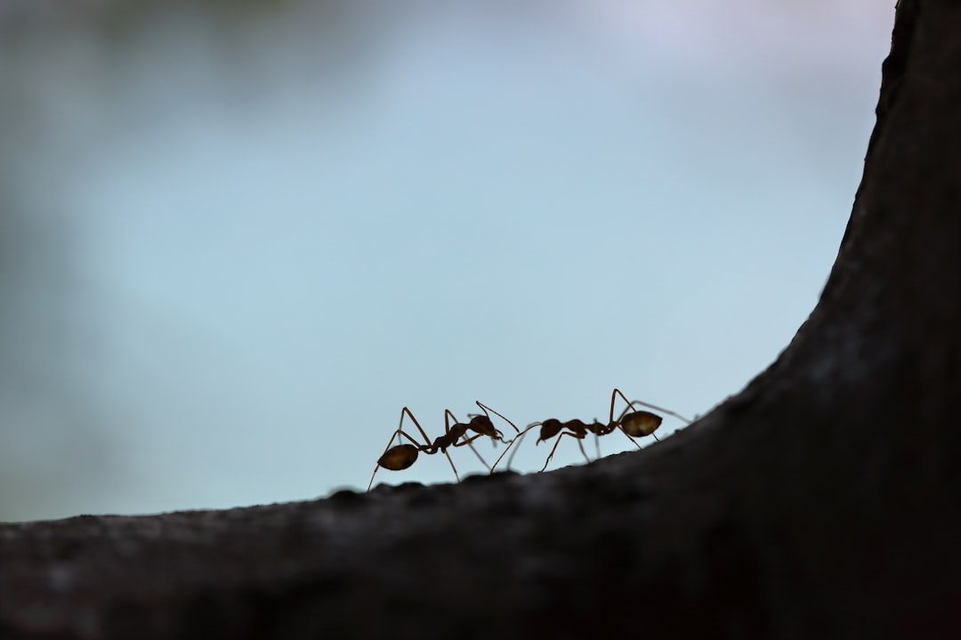 Ant Formicarium Types: Which Style Is Right for You?