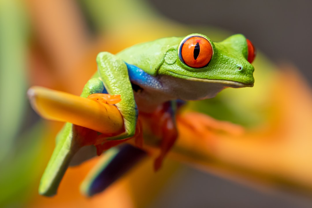 Creating the Perfect Frog Terrarium Setup