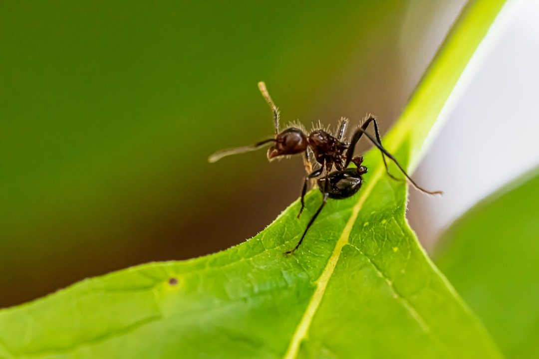 How to Start an Ant Colony: A Step-by-Step Beginner's Guide