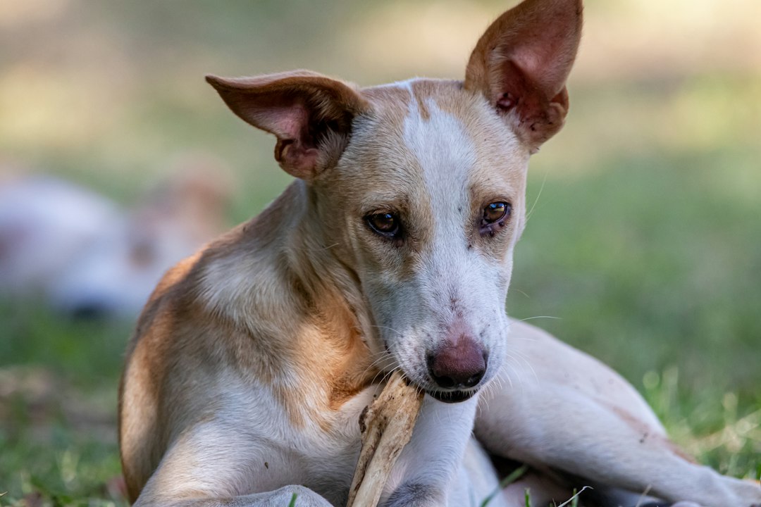 Benefits of Collagen Chews for Dogs