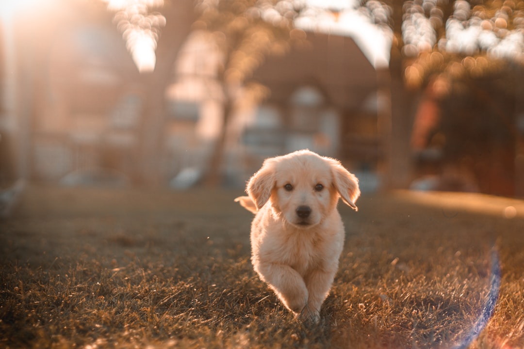 Delicious Grain-Free Dog Treats: Healthy Snacking for Your Pup Made in the USA!