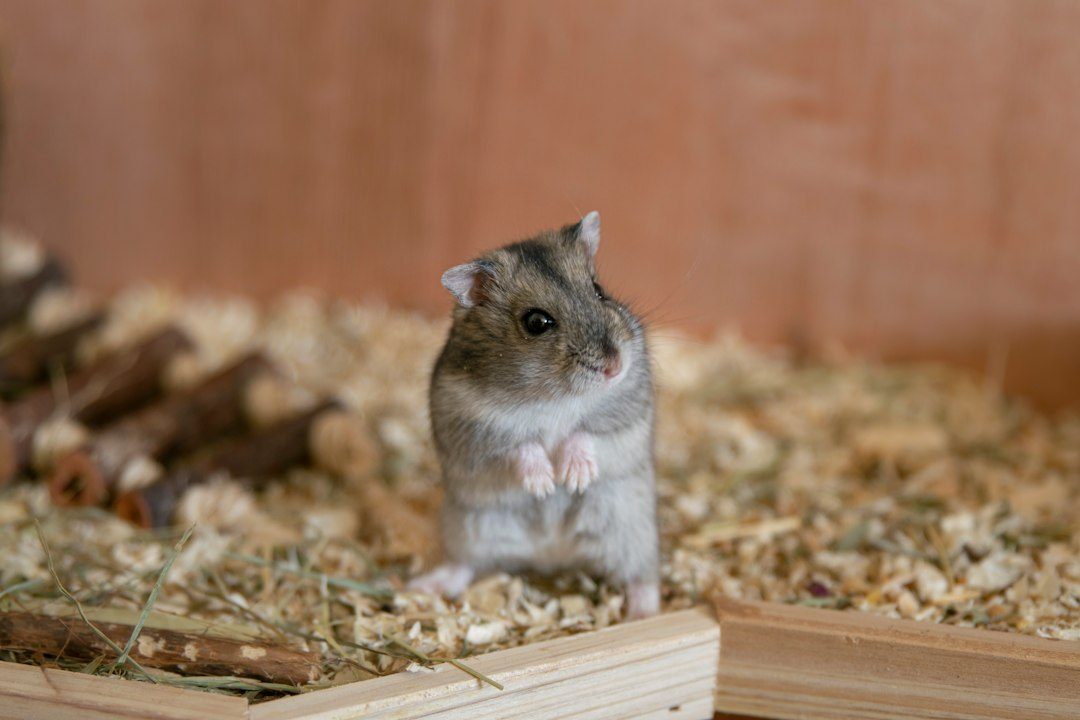 Recommended hamster bedding and food mix