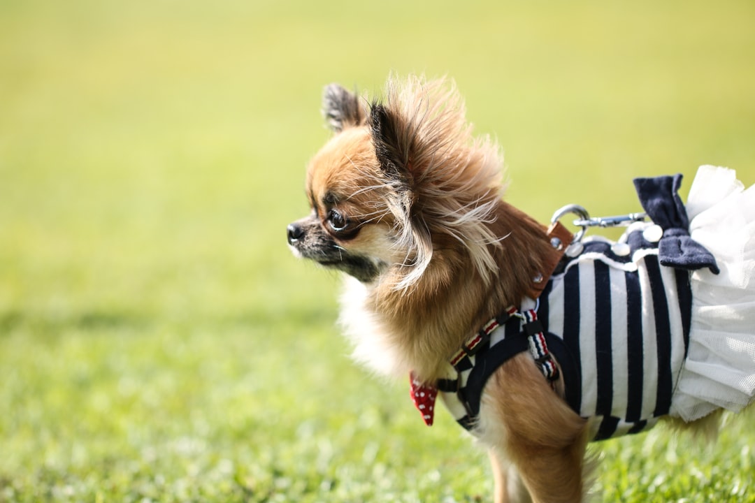 Stylish & Functional Dog Dresses 2023: Top Picks
