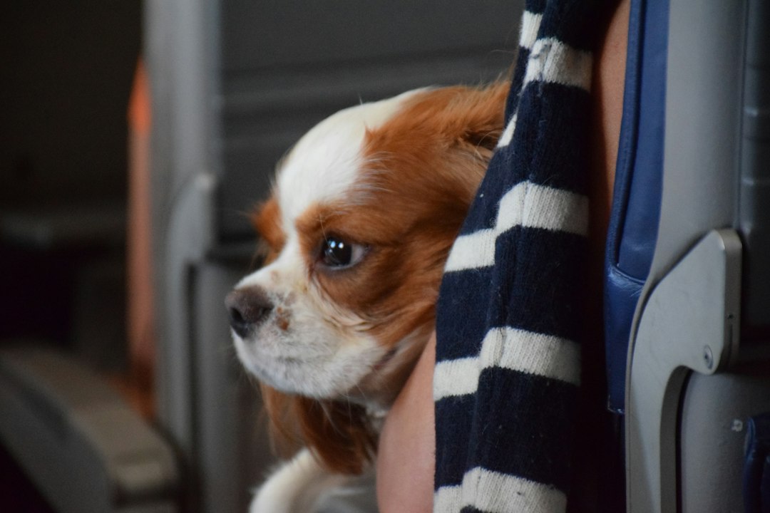 Holiday Pet Travel Tips: Calming Strategies & Essentials
