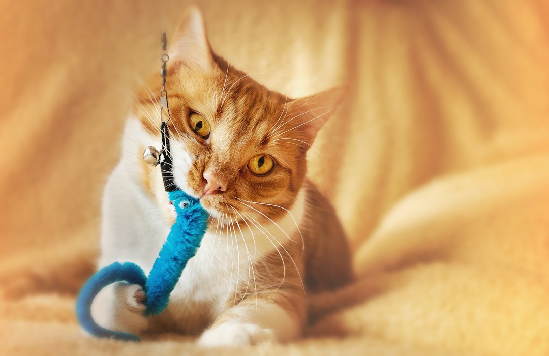 Can you suggest some engaging toys to keep my indoor cat entertained while I m at work
