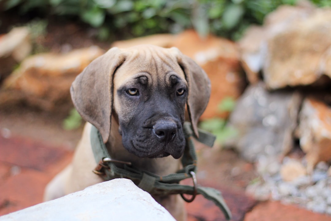 Canidae Dog Food Comparison: Best Brands & Prices