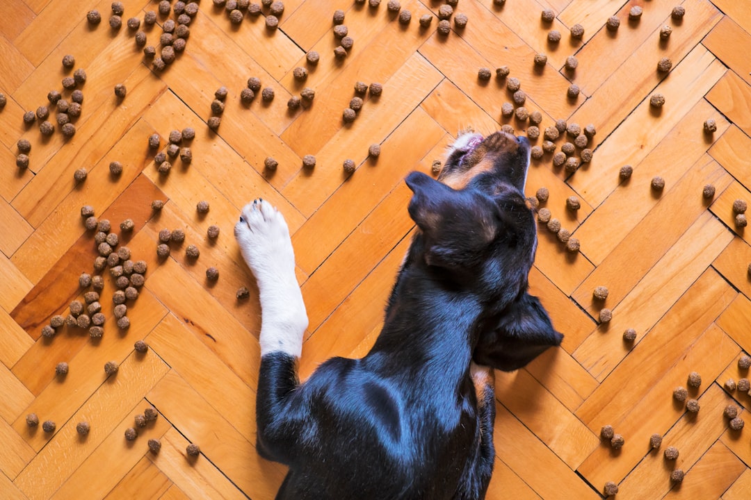 Freeze dried dog food for active dogs
