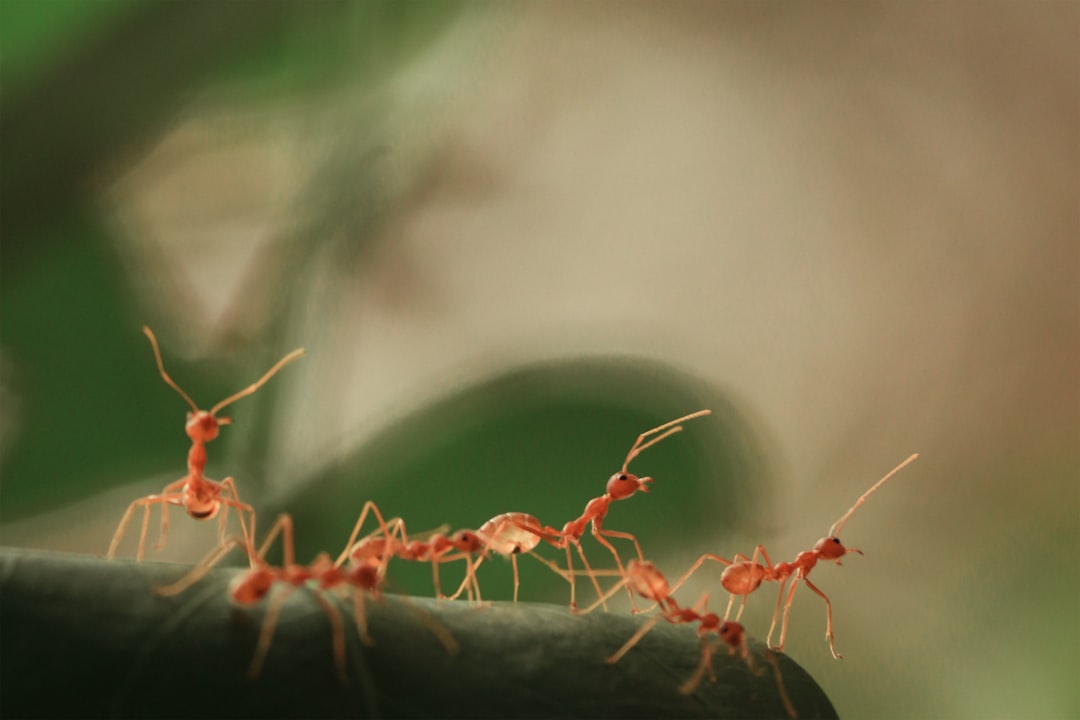 Best Ant-Keeping Starter Kit: A Beginner's Complete Guide