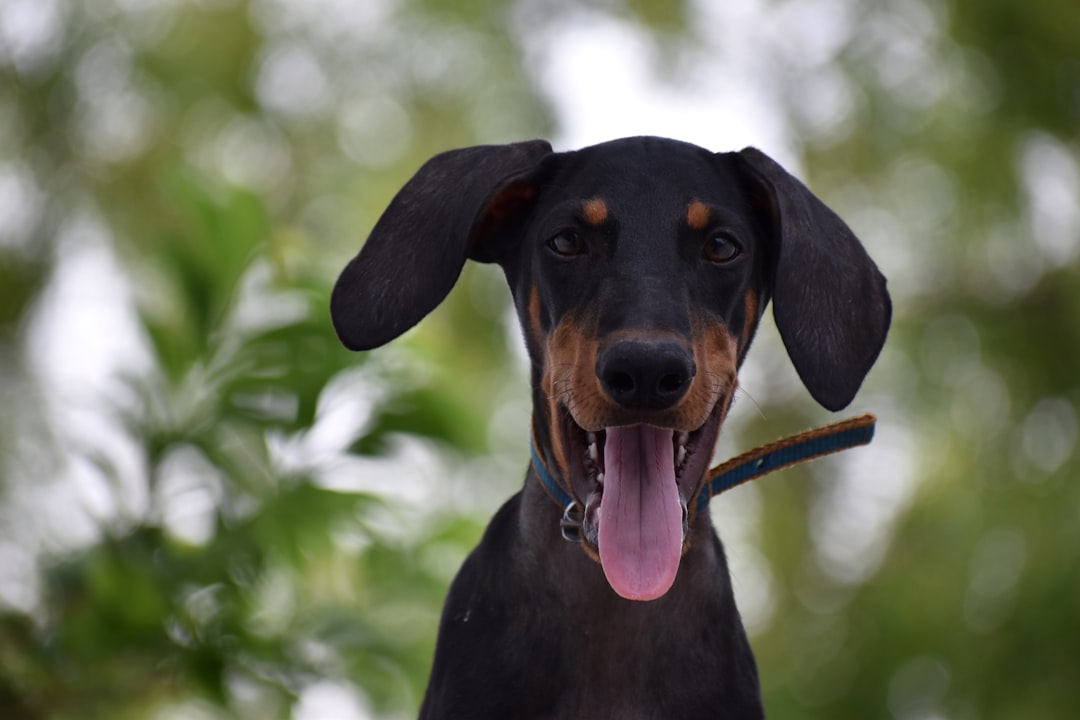 Woof Island Gaming: Master Virtual & Real Pet Care