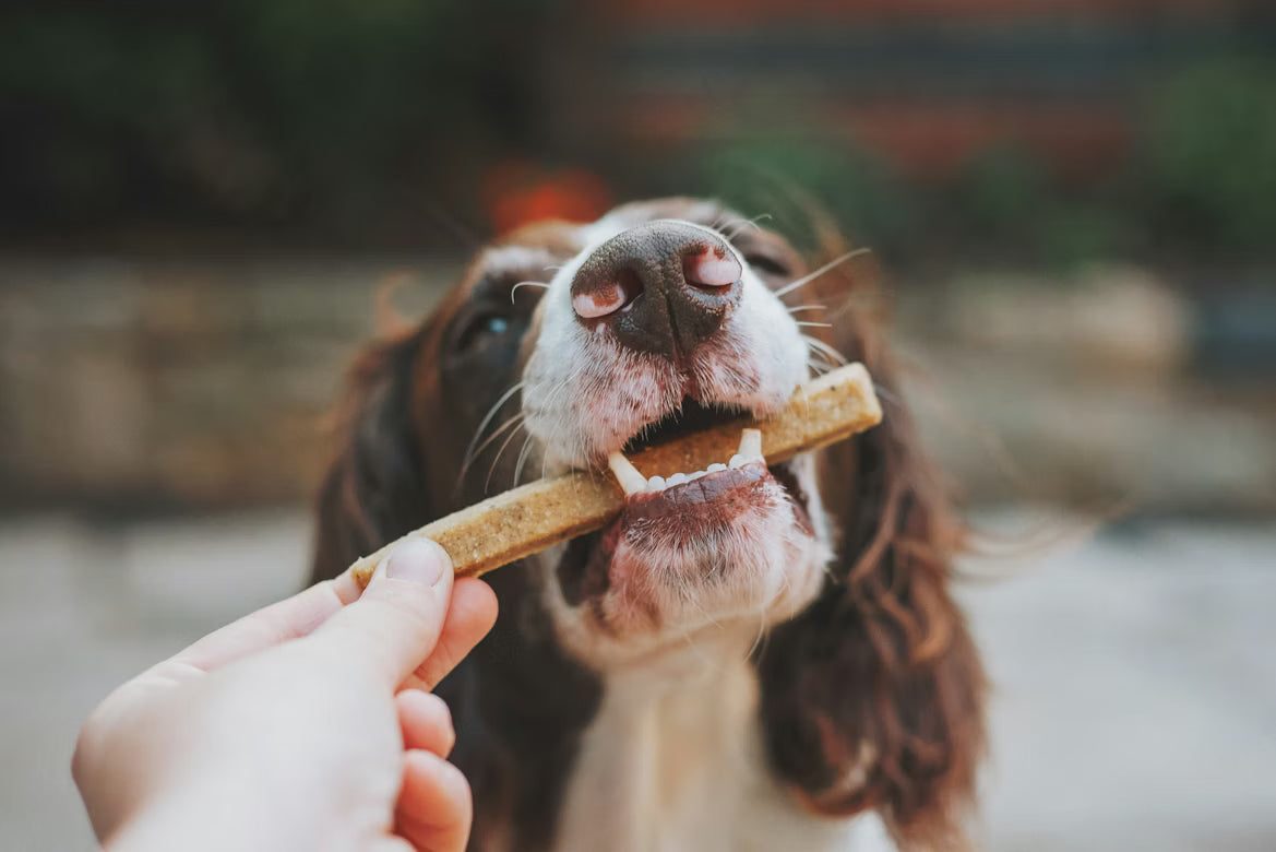 Comprehensive Guide to Regulatory Changes Affecting Pet Food for Informed Pet Owners