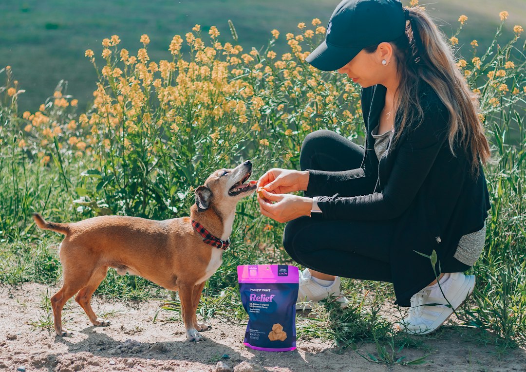 Affordable alternatives to premium dog treats