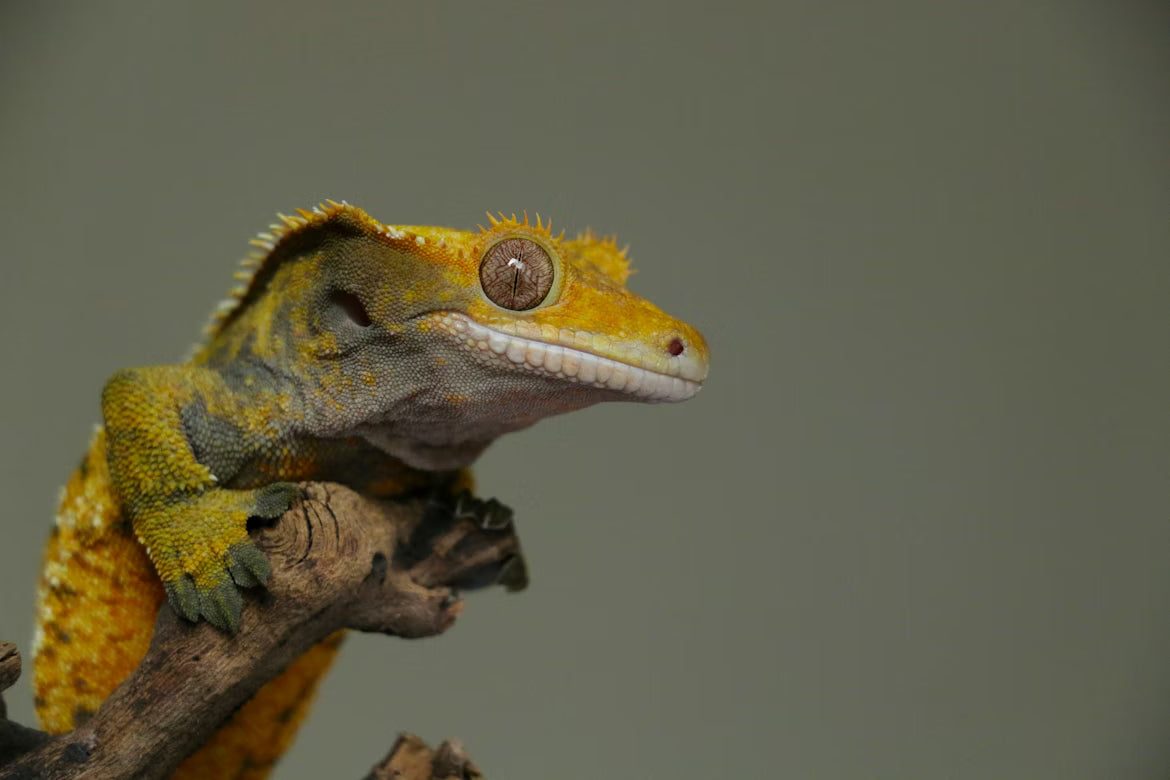 What You Need to Know About Pet Reptiles