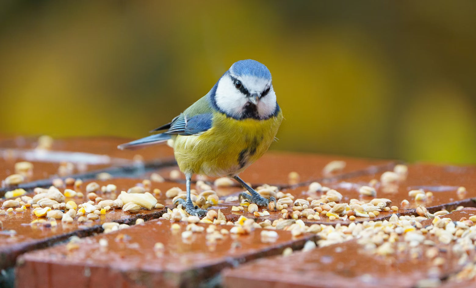 Nutritious Seed Mixes for Birds