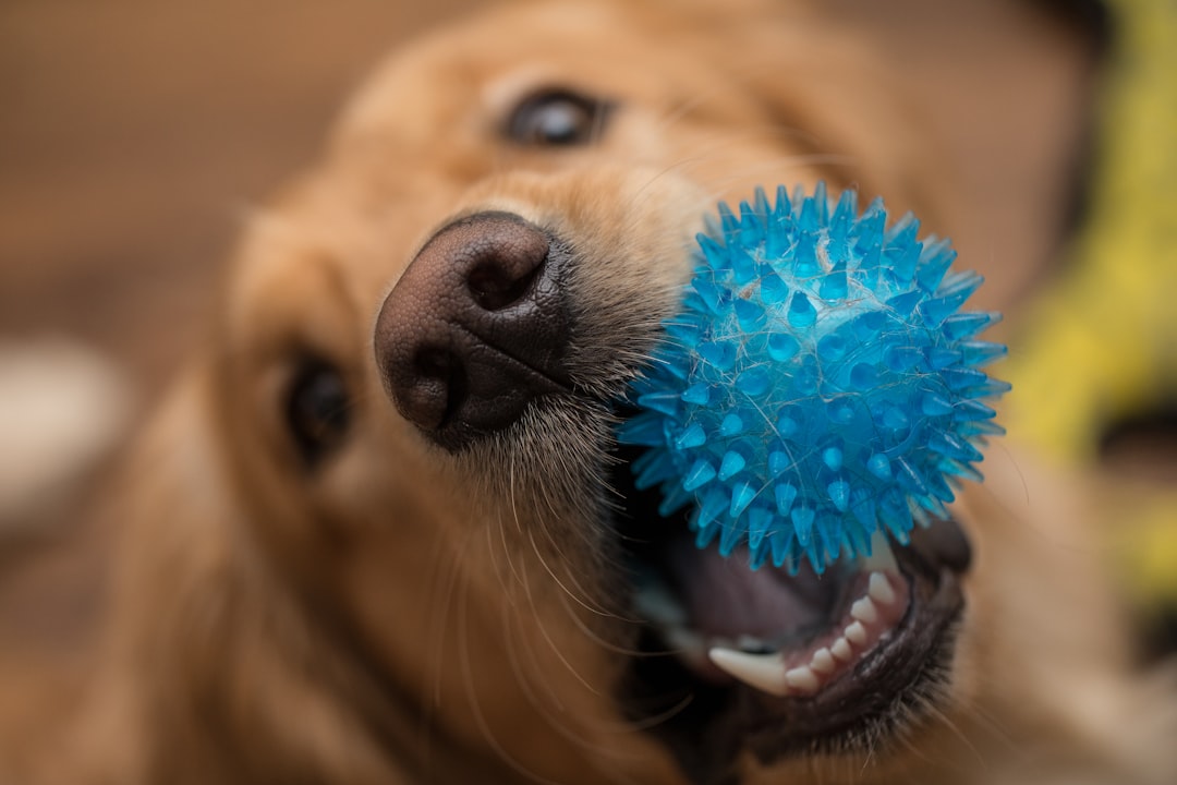 Kong Squeakair Birthday Balls: Ideal Dog Toys