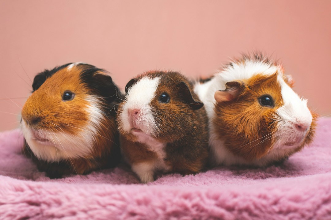 What type of bedding is safest and most comfortable for guinea pigs