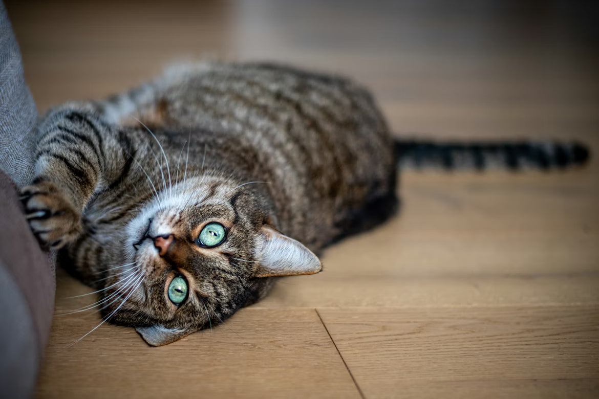 Comprehensive Guide to Cat Scratching Posts for Behavior Training