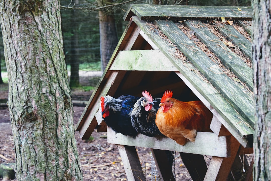 Talis-us Large Chicken Coop | Comfortable & Spacious – Talis Us