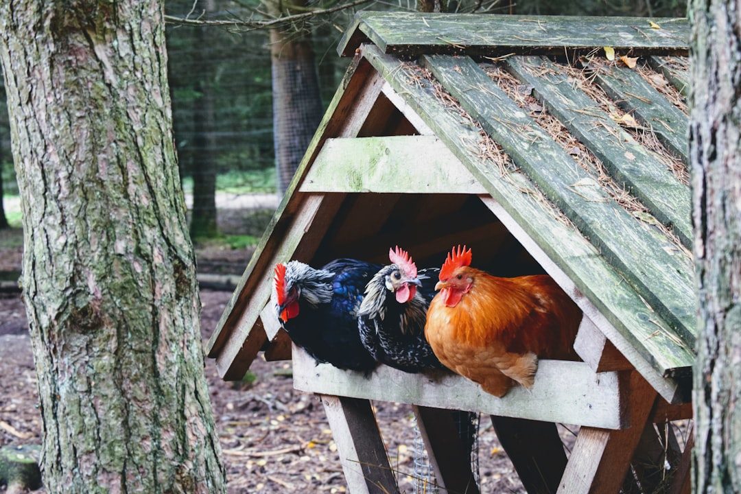 Talis-us Large Chicken Coop | Comfortable & Spacious – Talis Us