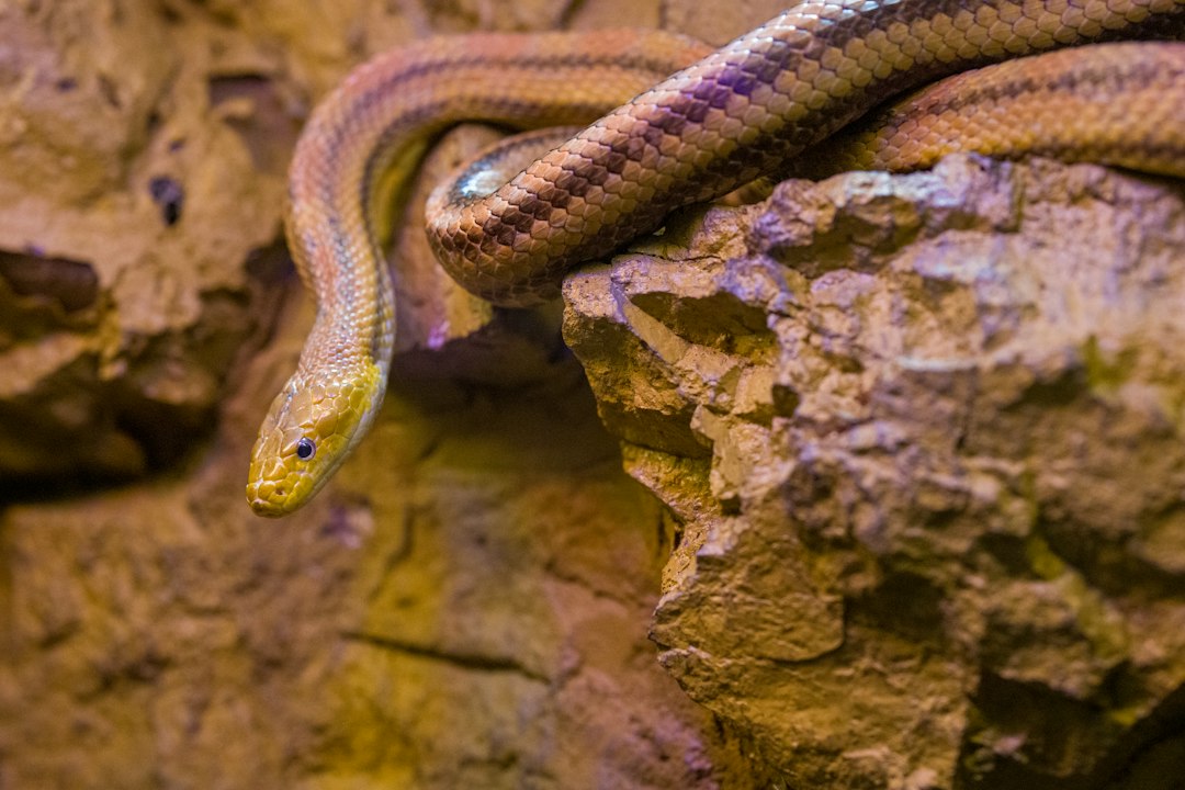 Setting Up a 40 Gallon Snake Tank