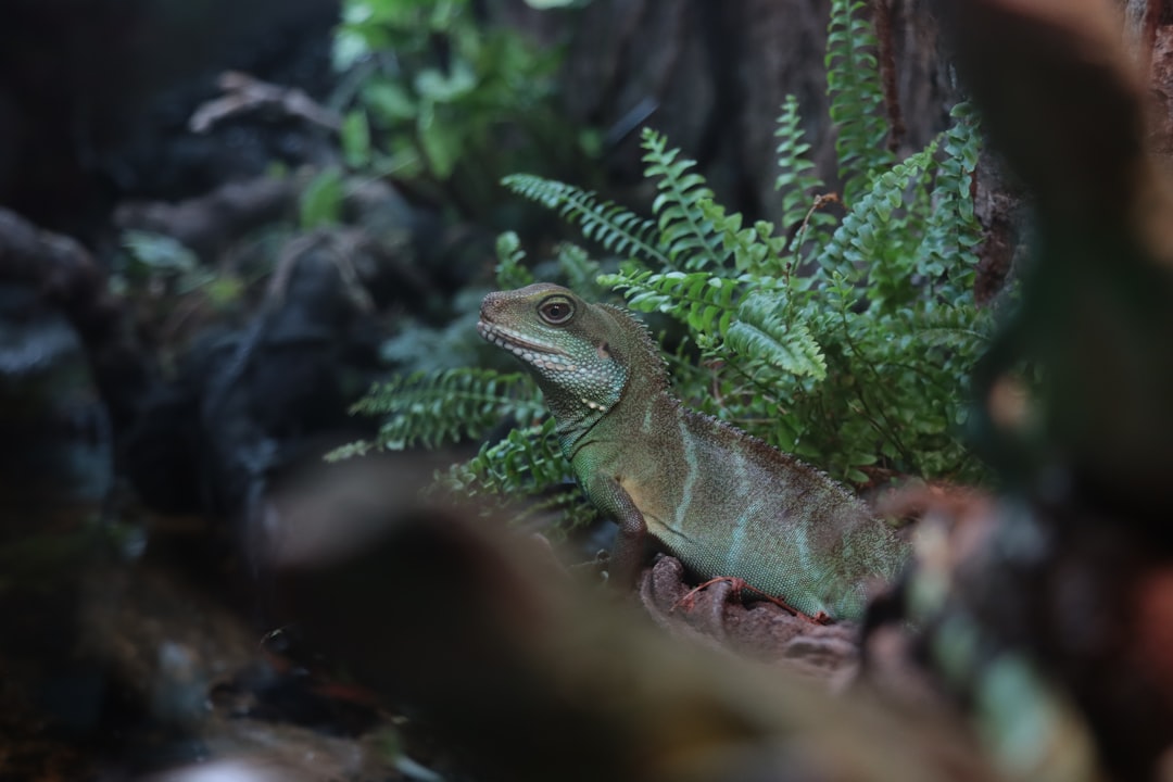 Buy PVC Reptile Enclosure: Top Online Options