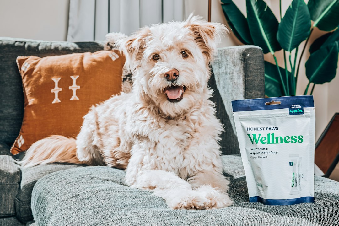 Best healthy dog treats for sensitive stomachs