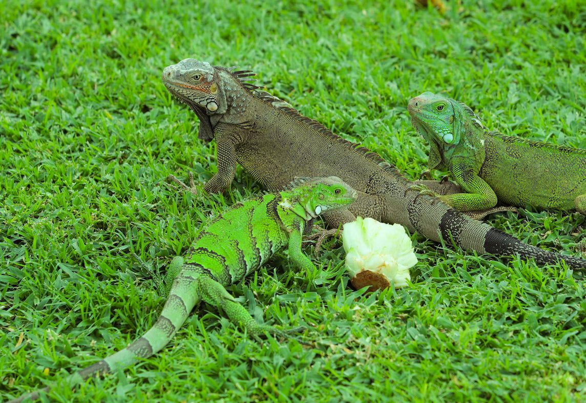 Convenient Frozen Reptile Food: Quality Frozen Mice & Rats