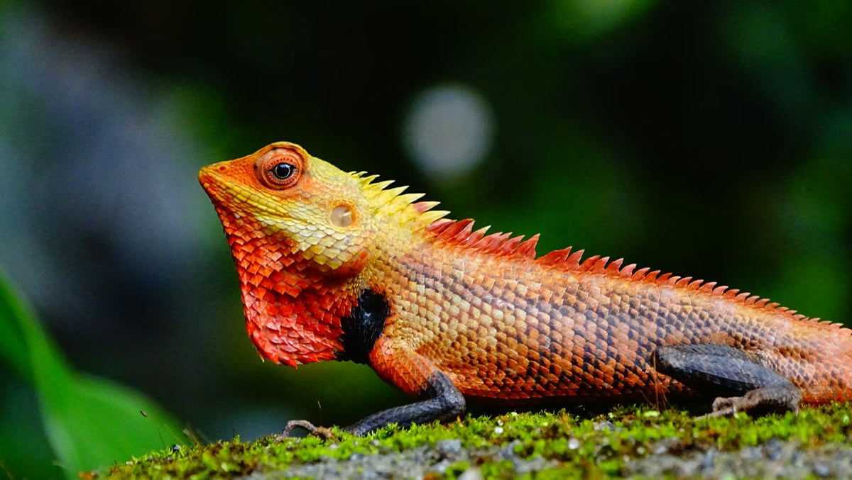 The Complete Reptile Terrarium Setup Guide: Glass vs Plastic, Essentials & Expert Tips