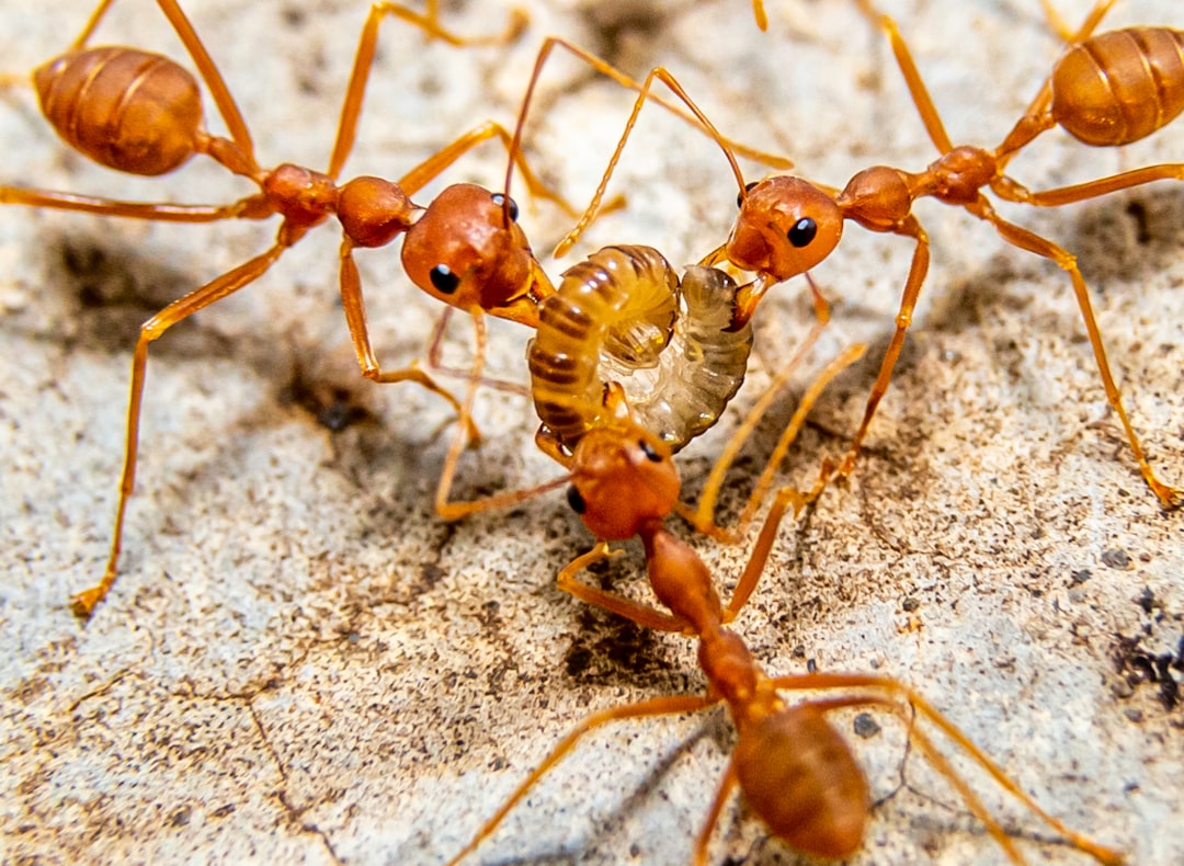 Can I keep different ant species together in the same enclosure