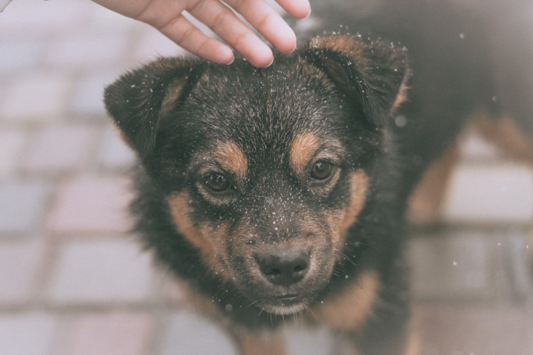 Flea and Tick Shampoo for Dogs: Effective Solutions