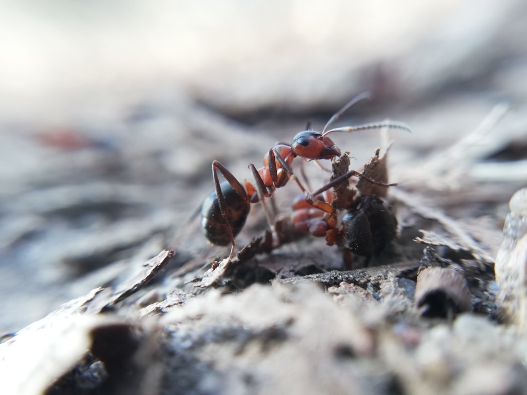 What Are the Best Ant-Keeping Equipment for Beginners?