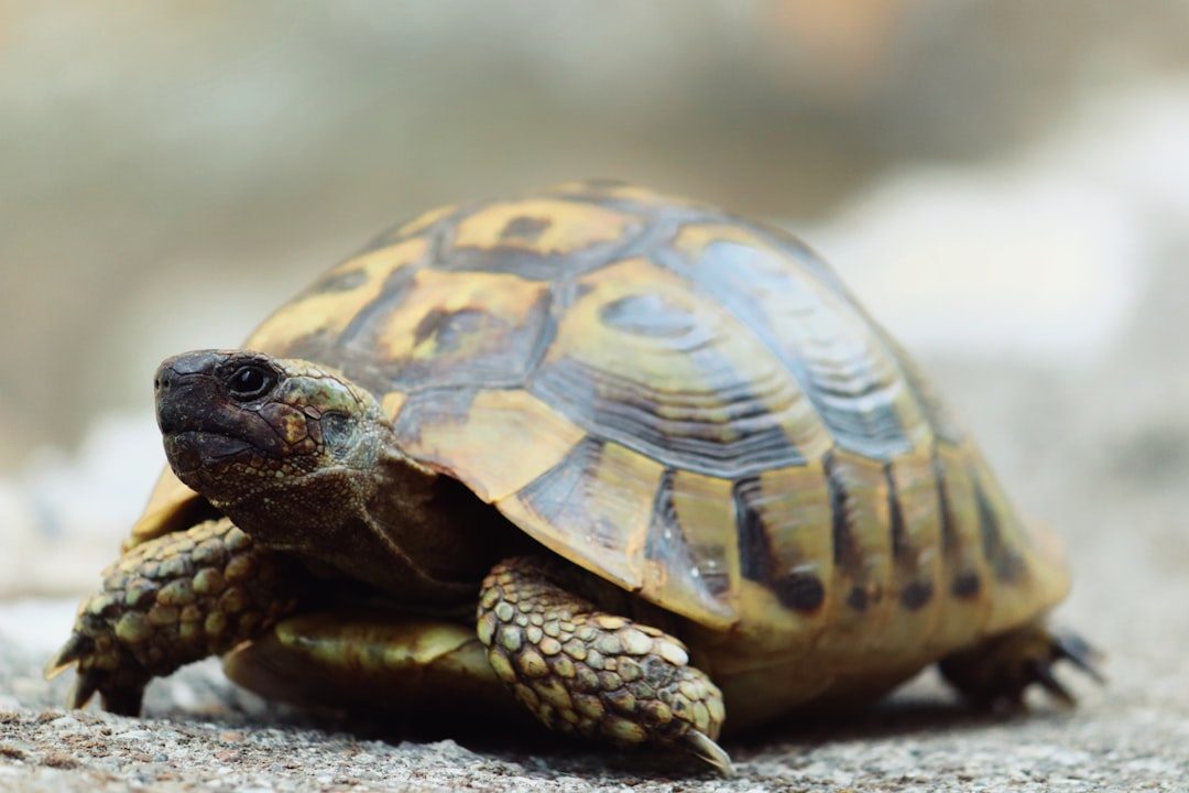 Why do turtles live so long