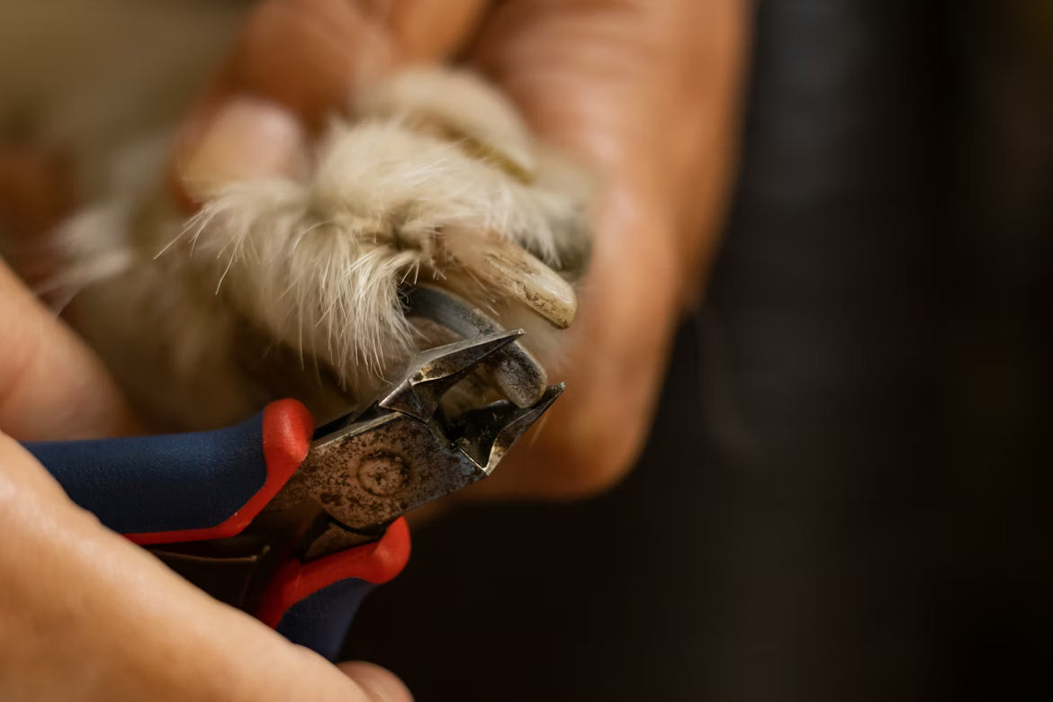 Best Safe Dog Nail Clippers
