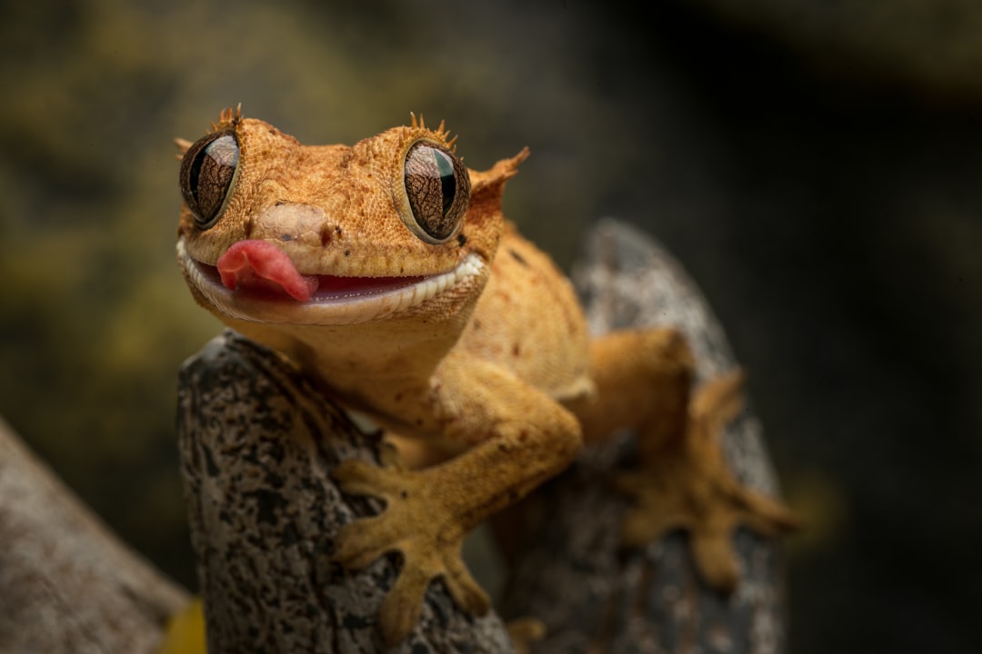 Is a T5 UV Light Suitable for a Gecko Tank?